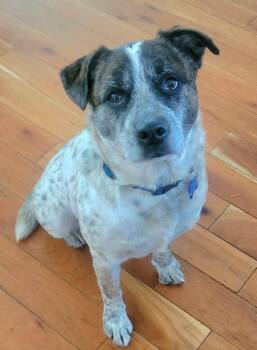 Cattle Dog Dogs Available for Adoption in Broomfield, Colorado - RANGER | PetCurious