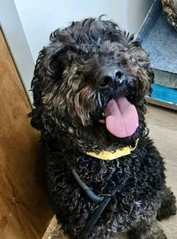 Standard Poodle Dogs Available for Adoption - Daisy | PetCurious
