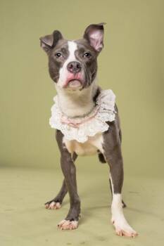 BENTLEY - ADOPTED -  Pit Bull Terrier and Mixed Breed Dog for Adoption in Atlanta, Georgia - BENTLEY - ADOPTED | PetCurious