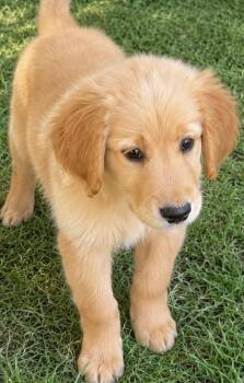 Sunny -  Golden Retriever Dog for Adoption in Cerritos, California - Sunny | PetCurious