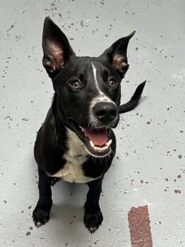 Rescue Labrador Retriever Dogs for Adoption in Stahlstown, Pennsylvania - Newton | PetCurious