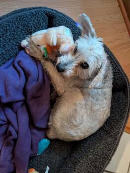 Cotton -  Miniature Schnauzer Dog for Adoption in Manhattan, Kansas - Cotton | PetCurious