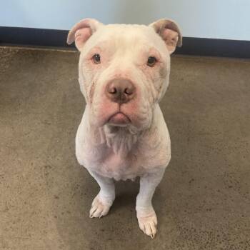 Rescue Mixed Breed Dogs for Adoption in Mishawaka, Indiana - Mookie | PetCurious