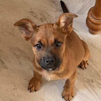 German Shepherd Dog and Pit Bull Terrier Dogs Available for Adoption in Carmel Hamlet, New York - Ginger (Pipers Litter) | PetCurious