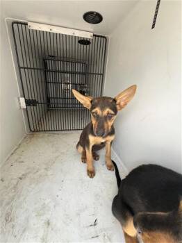 A657264 -  German Shepherd Dog and Doberman Pinscher Dog for Adoption in Houston, Texas - A657264 | PetCurious