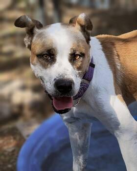 David -  Boxer and Australian Cattle Dog Blue Heeler Dog for Adoption in Boerne, Texas - David | PetCurious