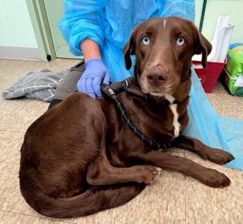 Flora -  Mixed Breed Dog for Adoption in Warren, Pennsylvania - Flora | PetCurious