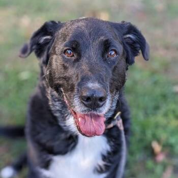 German Shepherd Dog and Labrador Retriever Dogs Available for Adoption in Manassas, Virginia - Snowshoe (ID 48854) | PetCurious