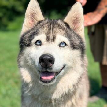 Violet -  Mixed Breed and Husky Dog for Adoption in Huntington, West Virginia - Violet | PetCurious