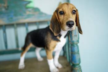 Basset Hound and Beagle Dogs Available for Adoption in San Antonio, Texas - Samantha | PetCurious