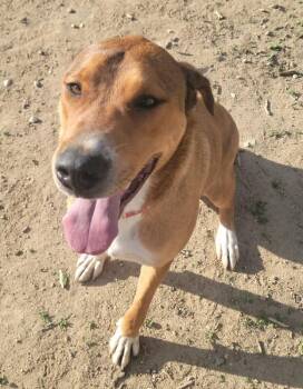 Mixed Breed Dogs Available for Adoption in Severance, Colorado - Milly | PetCurious