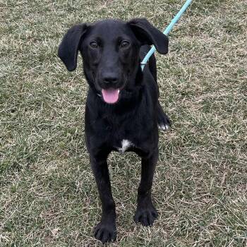 Labrador Retriever Dogs Available for Adoption - Gemini | PetCurious