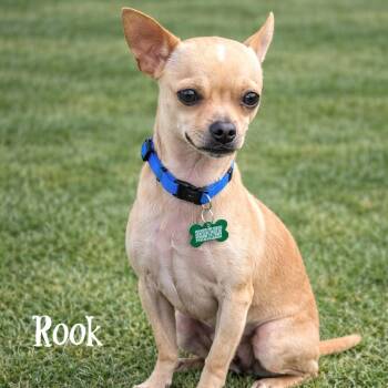 Chihuahua Dogs Available for Adoption - Rook | PetCurious