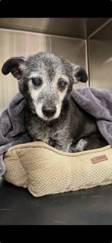 Chihuahua Dogs Available for Adoption - Pixie | PetCurious