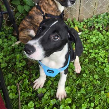 Aspen -  Hound and Mixed Breed Dog for Adoption in Rochester, Minnesota - Aspen | PetCurious