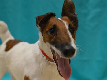 Yoshi -  Fox Terrier Dog for Adoption in Portland, Oregon - Yoshi | PetCurious