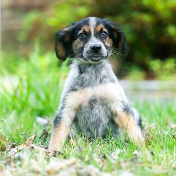 Slavin -  Collie and Hound Dog for Adoption in Wake Forest, North Carolina - Slavin | PetCurious