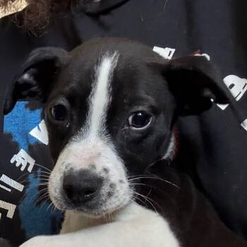 Rescue Pit Bull Terrier Dogs for Adoption in Jacksonville, Arkansas - Jack | PetCurious