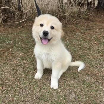 Great Pyrenees Dogs Available for Adoption - Tyler | PetCurious
