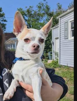Curly Fries -  Chihuahua Dog for Adoption in Virginia Beach, Virginia - Curly Fries | PetCurious