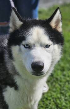 Rescue Siberian Husky and Mixed Breed Dogs for Adoption in West Chester, Pennsylvania - Switchfluff Fka Dog 31 | PetCurious