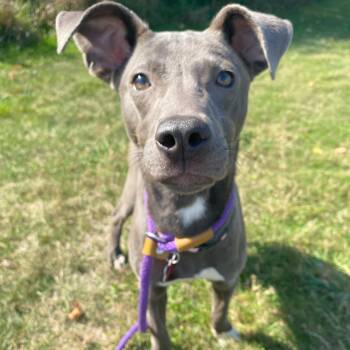Rescue Pit Bull Terrier Dogs for Adoption in Allegan, Michigan - Fiona | PetCurious