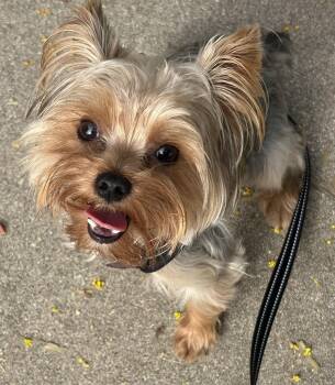Harvey -  Yorkshire Terrier Dog for Adoption in Covina, California - Harvey | PetCurious
