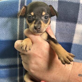 Sammi -  Chihuahua Dog for Adoption in Yucaipa, California - Sammi | PetCurious