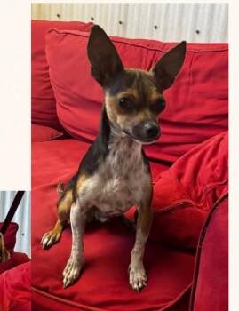 Miller -  Rat Terrier and Chihuahua Dog for Adoption in Boulder, Colorado - Miller | PetCurious