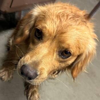 skid -  Golden Retriever and Mixed Breed Dog for Adoption in Yuma, Arizona - Skid | PetCurious