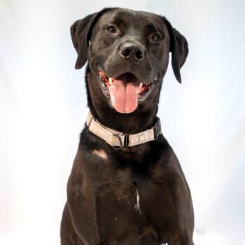 Aires -  Black Labrador Retriever and Mixed Breed Dog for Adoption in Harrisonburg, Virginia - Aires | PetCurious