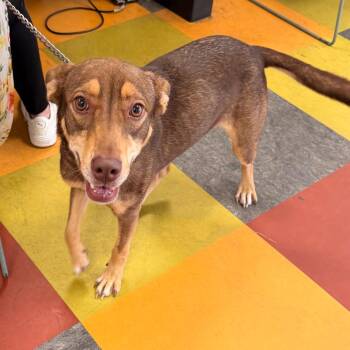 Shazza -  Mixed Breed Dog for Adoption in Philadelphia, Pennsylvania - Shazza | PetCurious