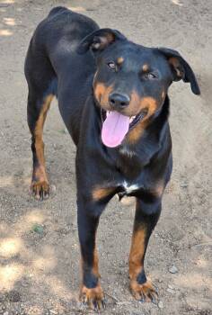 Rescue Doberman Pinscher and Australian Shepherd Dogs for Adoption in Ramona, California - Slash | PetCurious