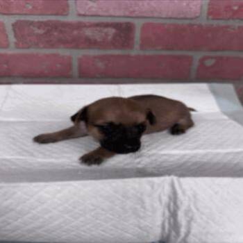Richmond -  Rat Terrier and Chihuahua Dog for Adoption in Park Row, Texas - Richmond | PetCurious