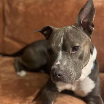 Rescue Pit Bull Terrier Dogs for Adoption in Richmond, Virginia - Dry Bones | PetCurious