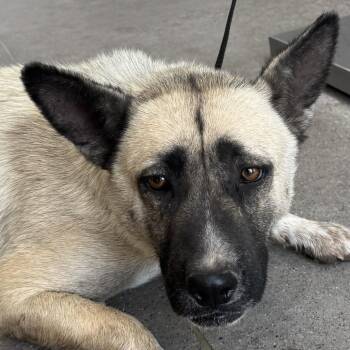 Mixed Breed Dogs Available for Adoption in Las Cruces, New Mexico - 106138 | PetCurious