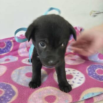 Toya (20260611-02) -  Chihuahua and Pomeranian Dog for Adoption in Niagara Falls, Ontario - Toya (20260611-02) | PetCurious