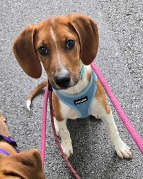 Ellie Mae -  Hound Dog for Adoption in Media, Pennsylvania - Ellie Mae | PetCurious