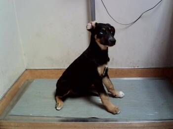 CAPELLA -  German Shepherd Dog and Mixed Breed Dog for Adoption in Martinez, California - CAPELLA | PetCurious