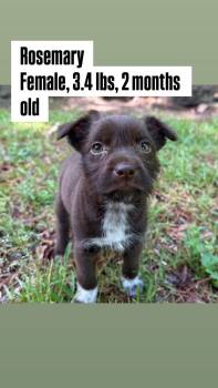 Mixed Breed Dogs Available for Adoption in Watertown, Wisconsin - Rosemary | PetCurious