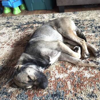 Canelo -  Mixed Breed Dog for Adoption in Asheville, North Carolina - Canelo | PetCurious