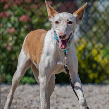 Rescue Portuguese Podengo and Greyhound Dogs for Adoption in Hanson, Massachusetts - Juniper (Shy But Sweet. Reduced Fee) | PetCurious