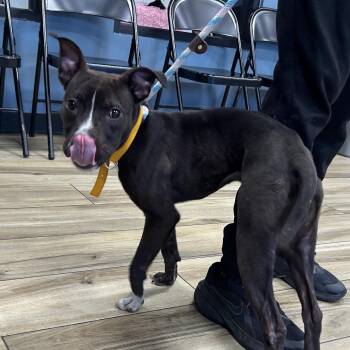 Pit Bull Terrier Dogs Available for Adoption in Newark, New Jersey - Toulouse | PetCurious