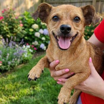 Chihuahua Dogs Available for Adoption - Herbie | PetCurious