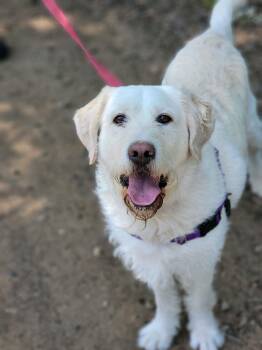 Rescue Labradoodle and Mixed Breed Dogs for Adoption in Oxford, Michigan - Rookie | PetCurious