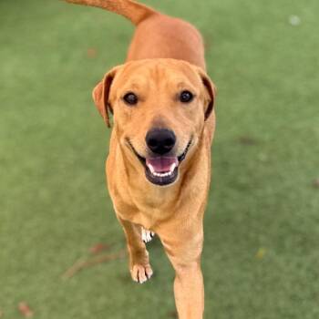 Labrador Retriever Dogs Available for Adoption in Loxahatchee Groves, Florida - Clifford* 4372 | PetCurious