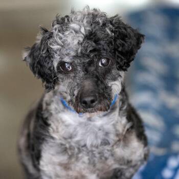 Poodle Dogs Available for Adoption in Peyton, Colorado - Stitch MR26-305 | PetCurious