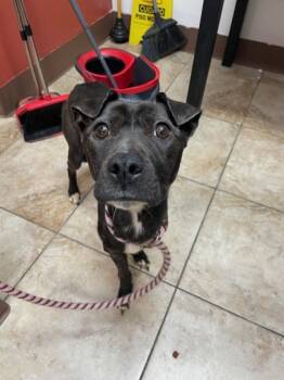 Rescue Mixed Breed Dogs for Adoption in Cincinnati, Ohio - Fairylight | PetCurious