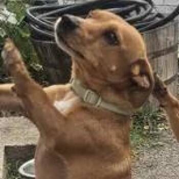 Leo -  Dachshund and Chihuahua Dog for Adoption in Ringwood, New Jersey - Leo | PetCurious