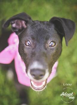 LIbby -  German Shepherd Dog and Pit Bull Terrier Dog for Adoption in Humble, Texas - LIbby | PetCurious